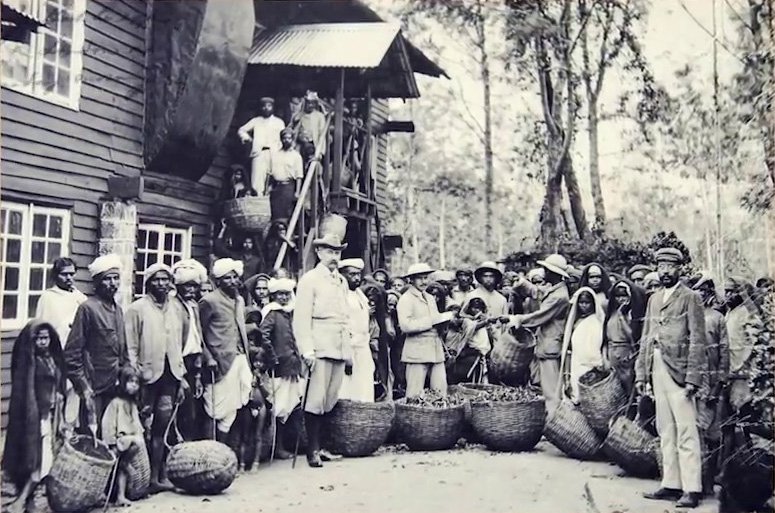 ceylon tea history