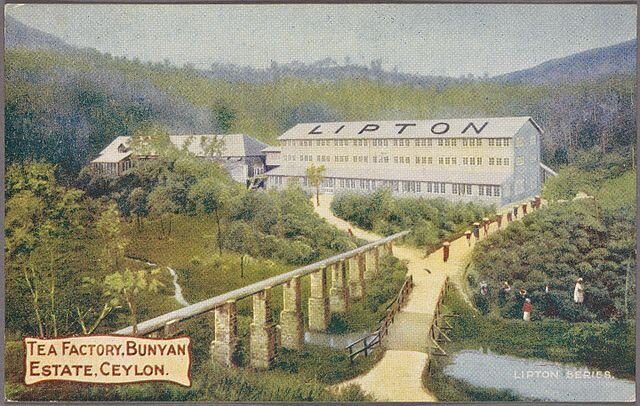 Main image lipton