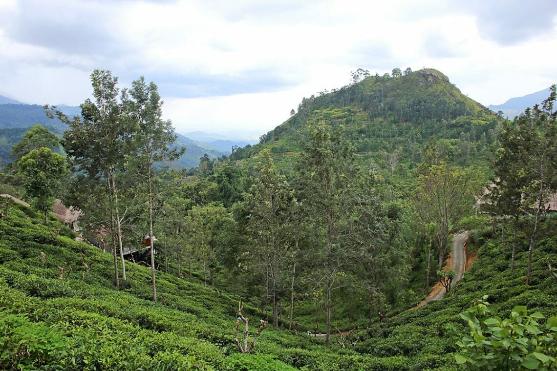 pic of plantation