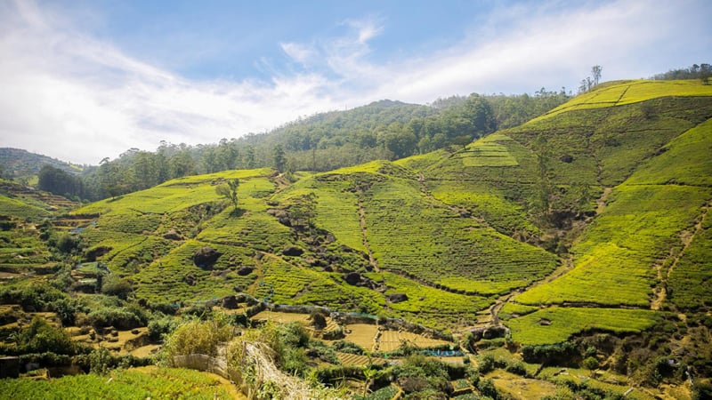image of plantation