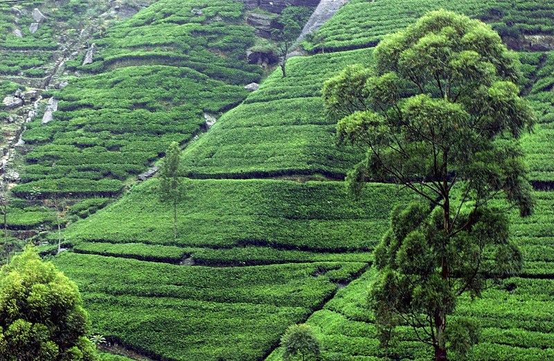 plantation image